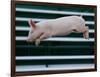 Beauty a 20-Week-Old Pig Flies Through the Air-Mark Baker-Framed Photographic Print