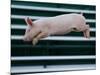 Beauty a 20-Week-Old Pig Flies Through the Air-Mark Baker-Mounted Photographic Print