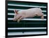 Beauty a 20-Week-Old Pig Flies Through the Air-Mark Baker-Framed Photographic Print