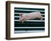 Beauty a 20-Week-Old Pig Flies Through the Air-Mark Baker-Framed Photographic Print