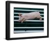 Beauty a 20-Week-Old Pig Flies Through the Air-Mark Baker-Framed Photographic Print