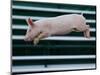 Beauty a 20-Week-Old Pig Flies Through the Air-Mark Baker-Mounted Photographic Print