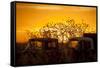 Beauty after Life-Dan Ballard-Framed Stretched Canvas