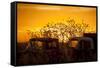 Beauty after Life-Dan Ballard-Framed Stretched Canvas