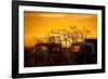 Beauty after Life-Dan Ballard-Framed Photographic Print