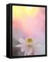 Beauty at Dawn-Bahman Farzad-Framed Stretched Canvas