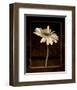 Beauty Endures II-Lin Christopher-Framed Art Print