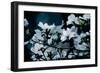 Beauty in Nature 1-Michael Greenwood-Framed Art Print