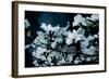 Beauty in Nature 1-Michael Greenwood-Framed Art Print