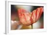 Beauty Of A Poppy Flower-Incredi-Framed Giclee Print