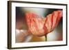 Beauty Of A Poppy Flower-Incredi-Framed Giclee Print