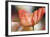 Beauty Of A Poppy Flower-Incredi-Framed Giclee Print