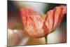 Beauty Of A Poppy Flower-Incredi-Mounted Giclee Print