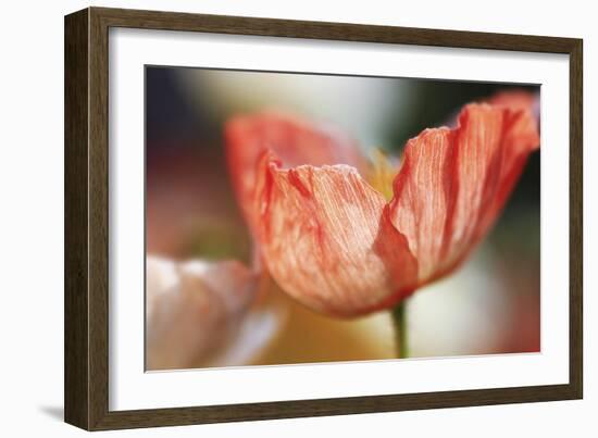 Beauty Of A Poppy Flower-Incredi-Framed Giclee Print
