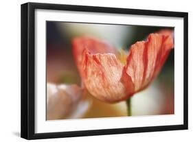 Beauty Of A Poppy Flower-Incredi-Framed Giclee Print