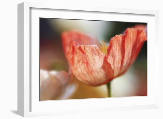 Beauty Of A Poppy Flower-Incredi-Framed Giclee Print