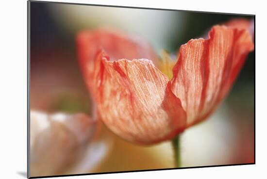 Beauty Of A Poppy Flower-Incredi-Mounted Giclee Print