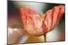 Beauty Of A Poppy Flower-Incredi-Mounted Giclee Print