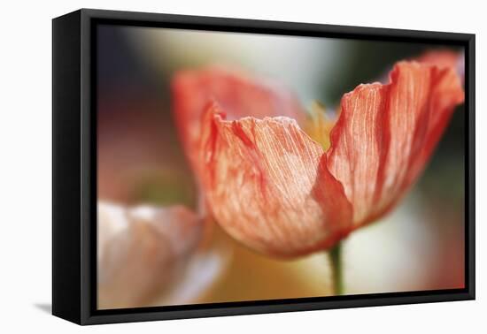 Beauty Of A Poppy Flower-Incredi-Framed Stretched Canvas