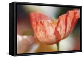 Beauty Of A Poppy Flower-Incredi-Framed Stretched Canvas