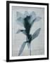 Beauty of Light Blue 4-Dan Zamudio-Framed Art Print