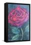 Beauty of the rose,  pastel-Margo Starkey-Framed Stretched Canvas