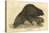Beaver (1814)-null-Stretched Canvas