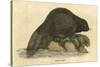 Beaver (1814)-null-Stretched Canvas