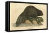 Beaver (1814)-null-Framed Stretched Canvas