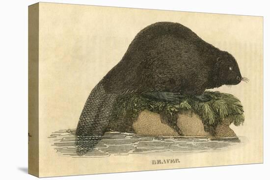 Beaver (1814)-null-Stretched Canvas