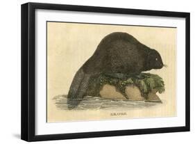 Beaver (1814)-null-Framed Art Print