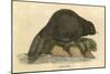 Beaver (1814)-null-Mounted Art Print