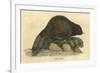 Beaver (1814)-null-Framed Premium Giclee Print