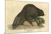 Beaver (1814)-null-Mounted Premium Giclee Print