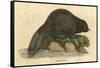 Beaver (1814)-null-Framed Stretched Canvas