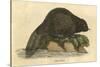 Beaver (1814)-null-Stretched Canvas