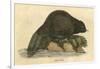 Beaver (1814)-null-Framed Art Print