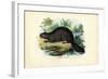 Beaver, 1863-79-Raimundo Petraroja-Framed Giclee Print