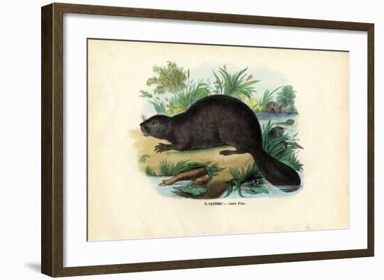 Beaver, 1863-79-Raimundo Petraroja-Framed Giclee Print