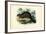 Beaver, 1863-79-Raimundo Petraroja-Framed Giclee Print