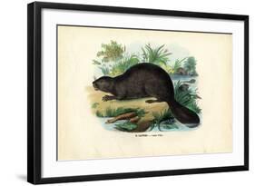 Beaver, 1863-79-Raimundo Petraroja-Framed Giclee Print