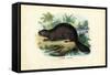 Beaver, 1863-79-Raimundo Petraroja-Framed Stretched Canvas