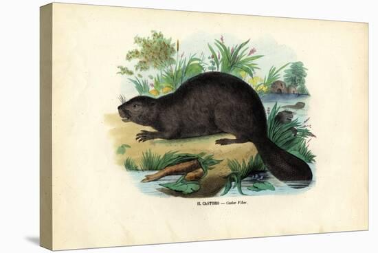 Beaver, 1863-79-Raimundo Petraroja-Stretched Canvas
