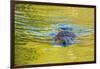 Beaver and Green Reflected Leaf Color, Oxbow Bend, Grand Teton NP, WY-Michael Qualls-Framed Photographic Print