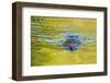 Beaver and Green Reflected Leaf Color, Oxbow Bend, Grand Teton NP, WY-Michael Qualls-Framed Photographic Print