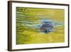 Beaver and Green Reflected Leaf Color, Oxbow Bend, Grand Teton NP, WY-Michael Qualls-Framed Photographic Print