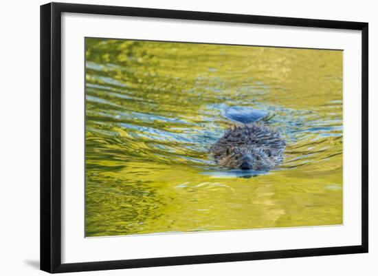 Beaver and Green Reflected Leaf Color, Oxbow Bend, Grand Teton NP, WY-Michael Qualls-Framed Photographic Print