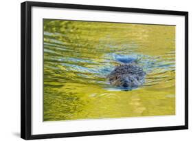 Beaver and Green Reflected Leaf Color, Oxbow Bend, Grand Teton NP, WY-Michael Qualls-Framed Photographic Print