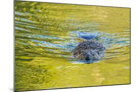 Beaver and Green Reflected Leaf Color, Oxbow Bend, Grand Teton NP, WY-Michael Qualls-Mounted Photographic Print