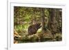 Beaver Closeup in the Forest-null-Framed Premium Giclee Print